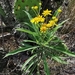 Verbesina persicifolia - Photo (c) Carlos G Velazco-Macias, some rights reserved (CC BY-NC), uploaded by Carlos G Velazco-Macias