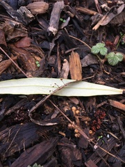 Cryptomarasmius corbariensis