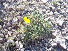 Linum ucranicum