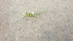 Chamaeleonidae