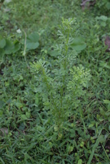 Dysphania graveolens