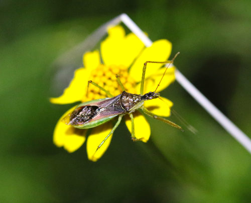 Leafhopper Assassin Bug