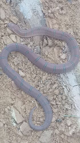 Black Cross-barred Kukri Snake