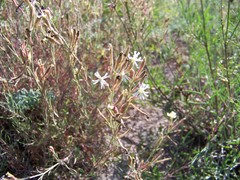 Silene supina