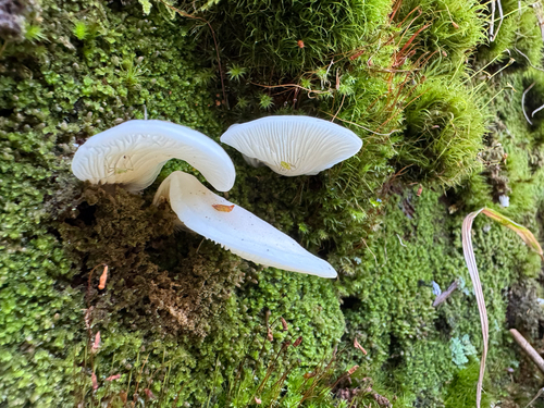 Pleurocybella porrigens