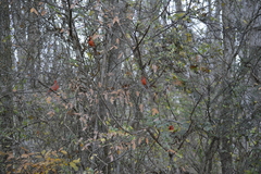 Cardinalis cardinalis