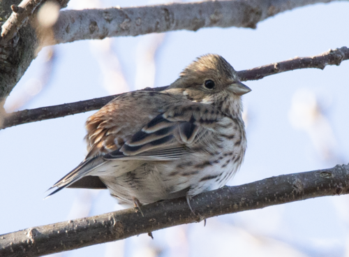 Escribano cabeciblanco (Emberiza leucocephalos)