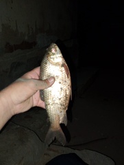 Brazilian Bocachico photo 5