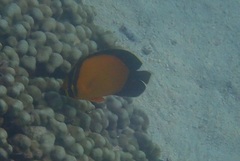 Chaetodon melapterus