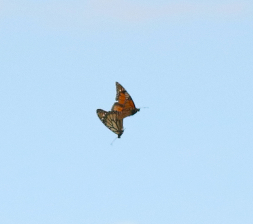 Monarch