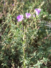 Linum hirsutum