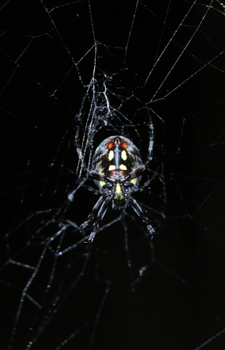 Western Spotted Orbweaver