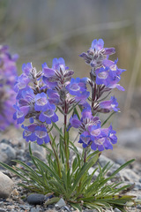 Penstemon gormanii