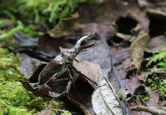 Sphaenognathus bellicosus