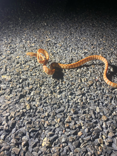 Brown Tree Snake sighting