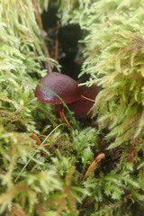 Tubaria punicea