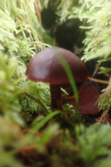 Tubaria punicea