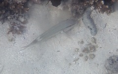 Parupeneus margaritatus