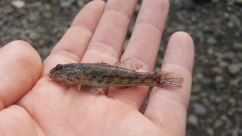 Andre's frillfin (Bathygobius andrei) — Gobiidae