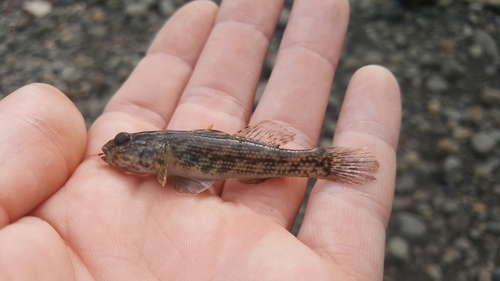 Andre's frillfin (Bathygobius andrei) — Gobiidae