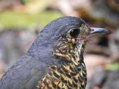 Undulated Antpitta photo 2
