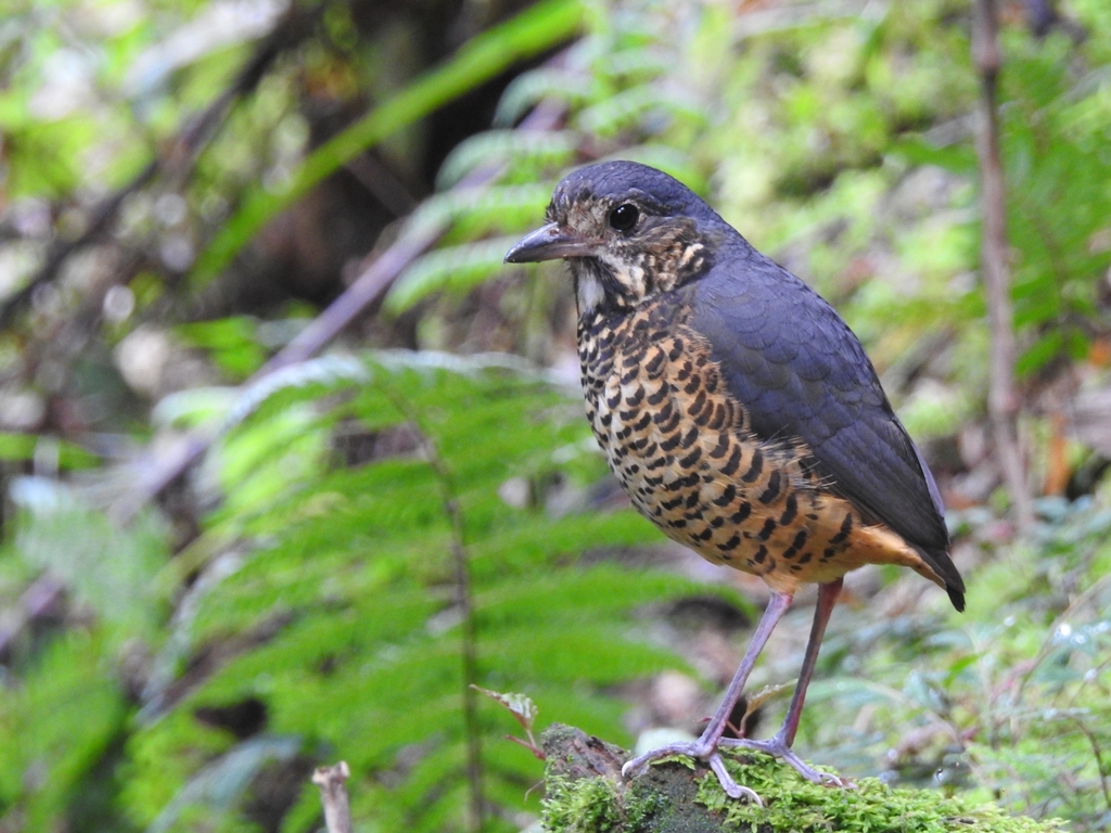 Undulated Antpitta photo