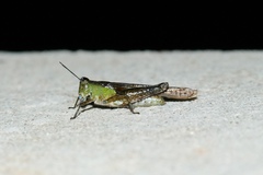 Paulinia acuminata