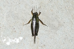 Paulinia acuminata