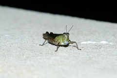 Paulinia acuminata