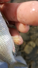 Eucinostomus currani