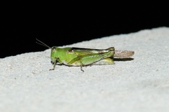 Paulinia acuminata