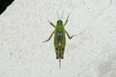 Paulinia acuminata