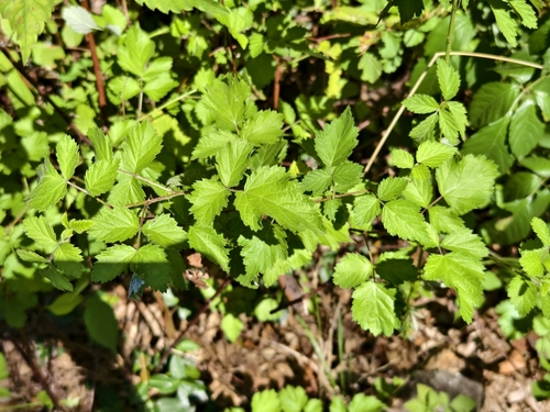 Rubus × hiraseanus iNat (2)
