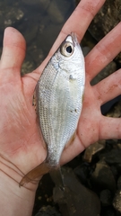 Eucinostomus currani