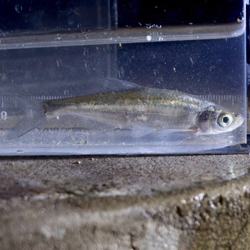 Predatory Carp from 温榆河-宋庄蓄滞洪区段 on October 12, 2025 at 07:15 PM by Yvan ...