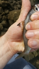 Eucinostomus currani