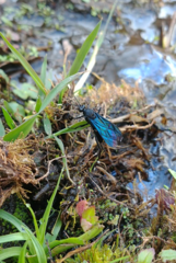 Dotocryptus bellicosus