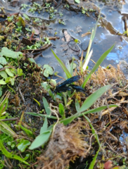 Dotocryptus bellicosus