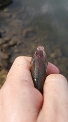 Eucinostomus currani