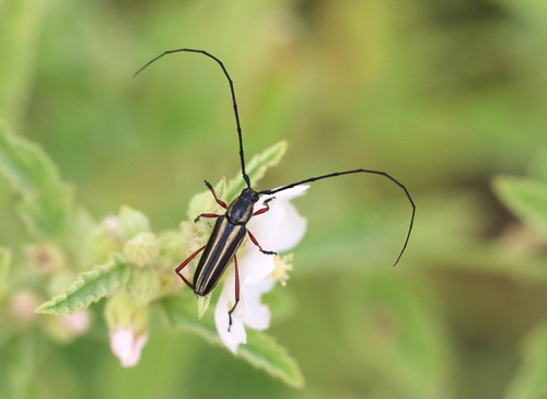 Double-banded Bycid