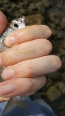 Eucinostomus currani