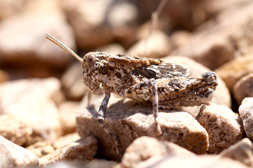 Robust Toad Lubber