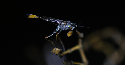 Thread-waisted Sand Wasps