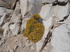 Ericameria cuneata cuneata
