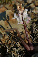 Lachenalia patula