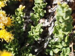 Ericameria cuneata cuneata