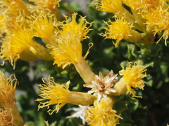 Ericameria cuneata cuneata