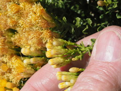 Ericameria cuneata cuneata