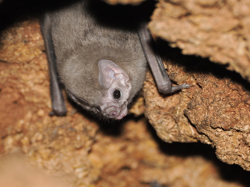 Hairy-legged Vampire Bat