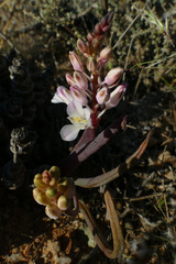 Lachenalia patula